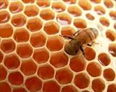 تحقیق شرح الگوریتم کلونی مورچه و زنبور عسل،